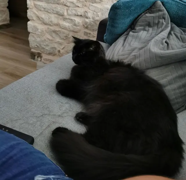 chatte lost   21120 Is-sur-Tille Pitchoune