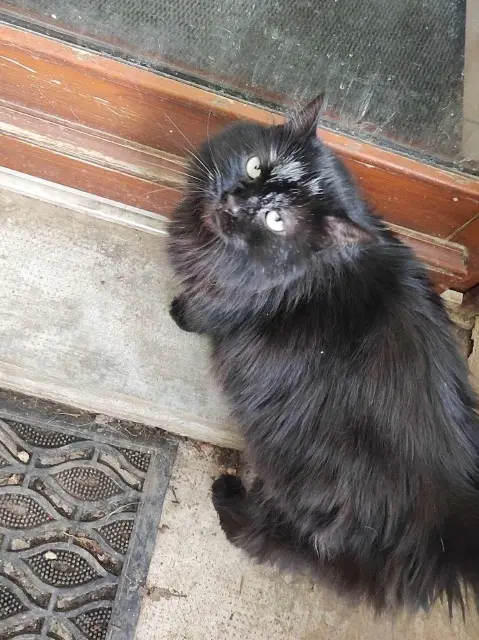 chatte lost   21110 Rouvres-en-Plaine Pixies