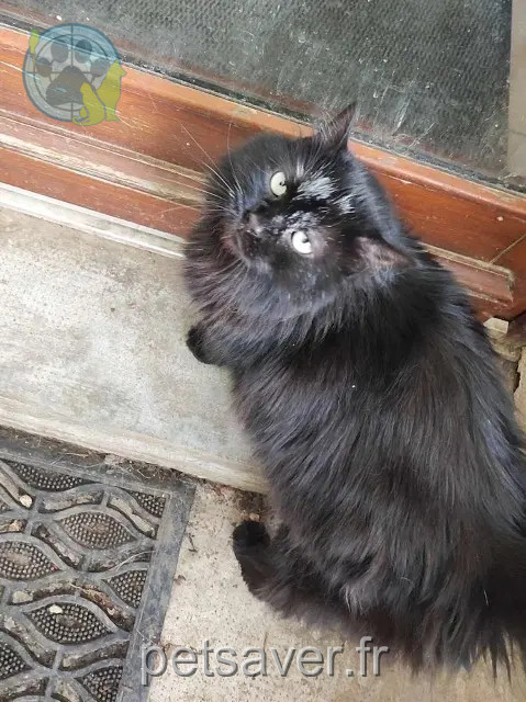 Katze vermisst 21110 Rouvres-en-Plaine Pixies Katze lost 21110 Rouvres-en-Plaine Pixies