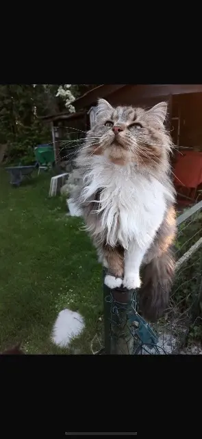 chatte lost   21290 Voulaines-les-Templiers Pépite