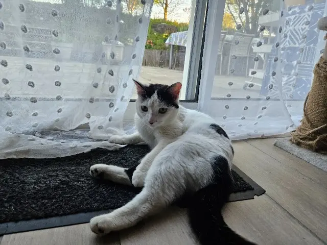 chatte lost   21700 Argilly Romy