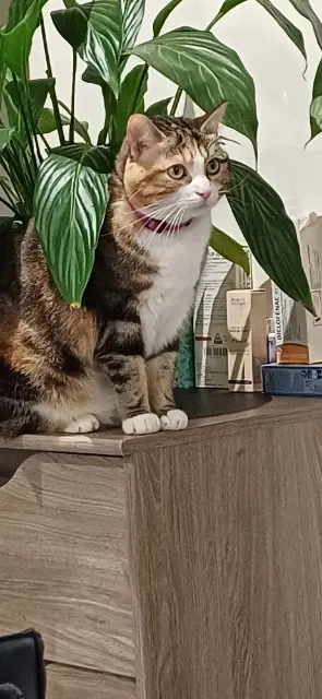 chatte lost   21530 Rouvray Salsa