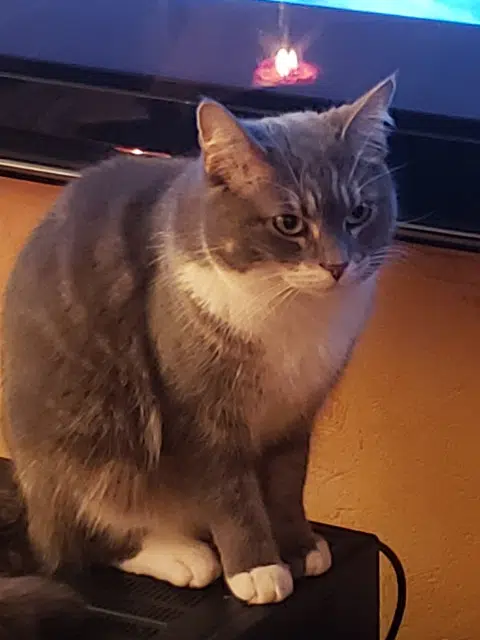 chatte lost   21600 Longvic Tchoupi