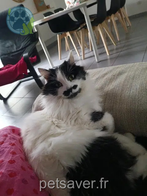 cat lost 21270 Heuilley-sur-Saône Tequila cat lost 21270 Heuilley-sur-Saône Tequila