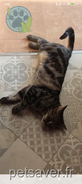 chatte lost   21250 Seurre Tokyo