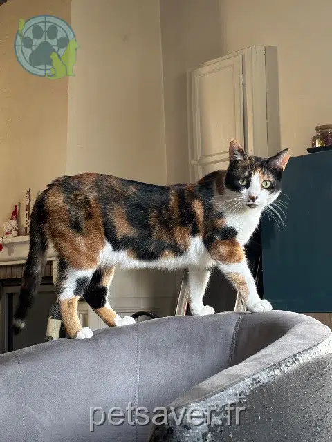 chatte lost   21110 Rouvres-en-Plaine Twixy