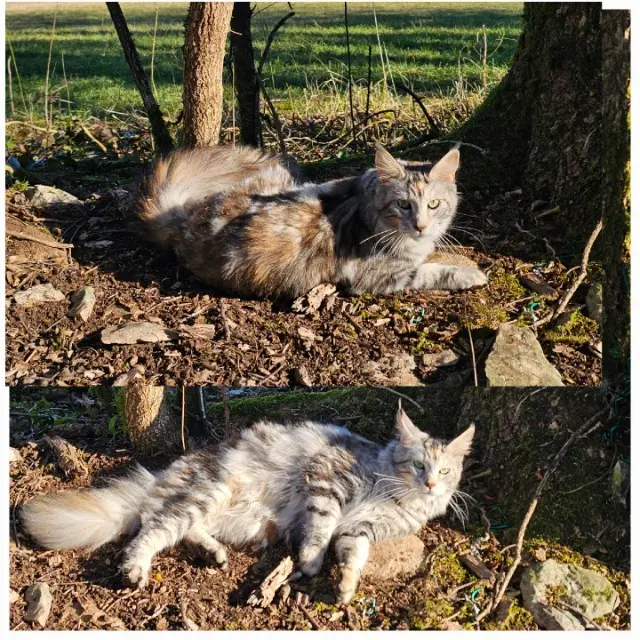 chatte lost   21270 Perrigny-sur-l'Ognon Utys