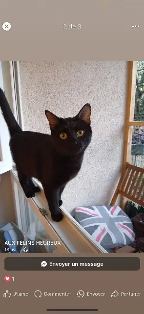chatte lost   21600 Longvic Vera