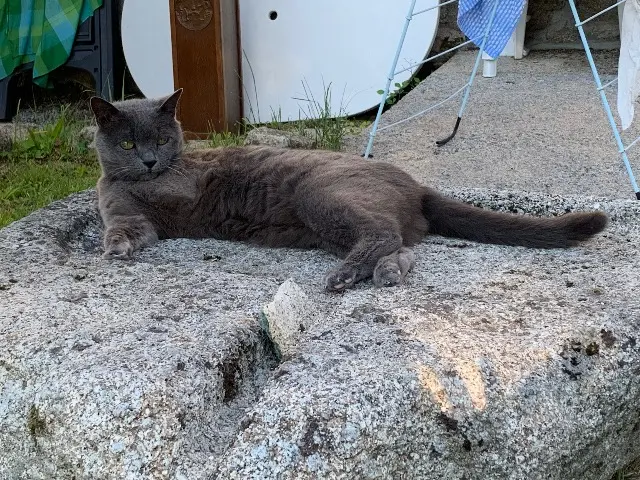 chatte lost   21600 Longvic YOKO