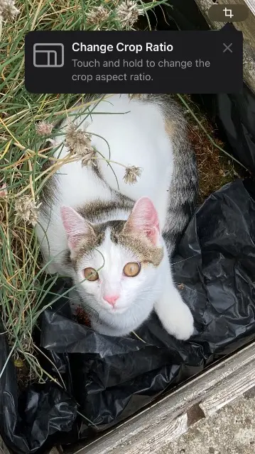 chatte lost   21240 Talant Yuri