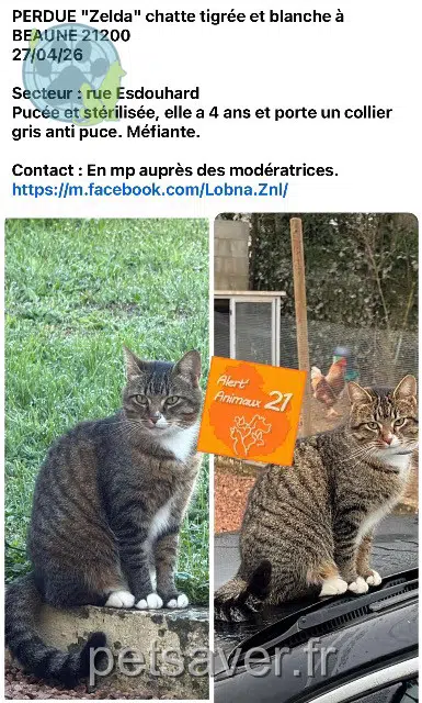 chatte perdue 21200 Beaune Zelda chatte lost 21200 Beaune Zelda