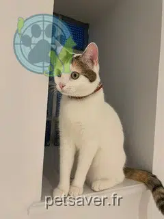 chatte lost   21200 Beaune Zia