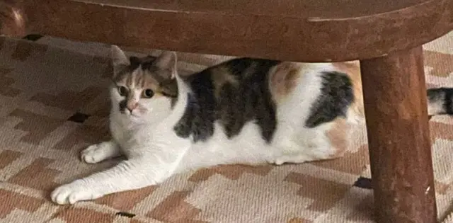 chatte lost   21000 Дижон Fibi