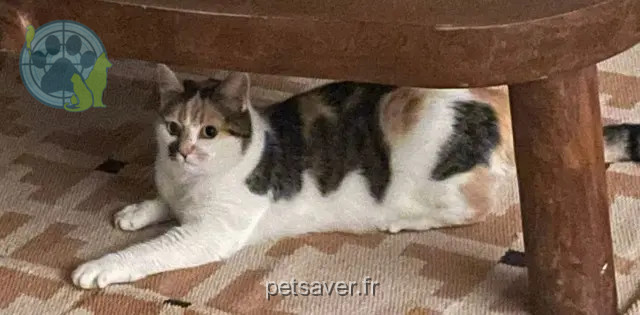 chatte perdue 21000 Дижон Fibi chatte lost 21000 Дижон Fibi