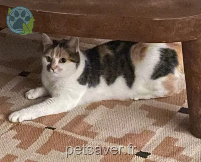 kat vermist 21000 Дижон Fibi kat lost 21000 Дижон Fibi