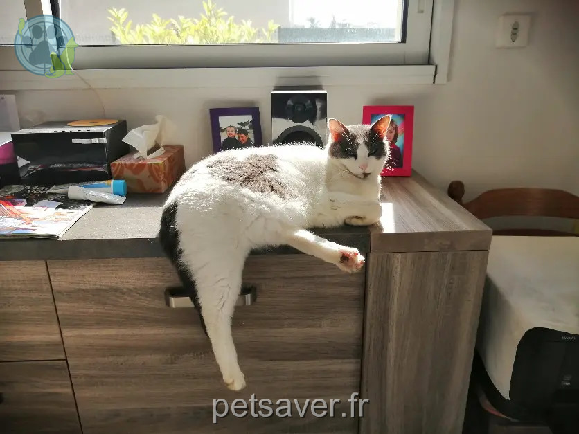 Chatte Perdue 22 Côtes-d'Armor Chatte Perdue 22 Côtes-d'Armor