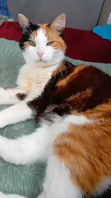 chatte lost   22240 Fréhel Aid