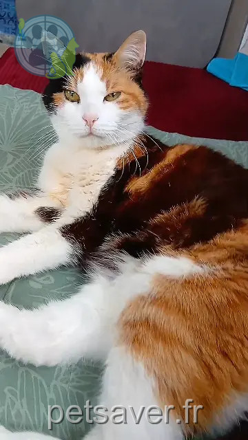 chatte lost   22240 Fréhel Aidi