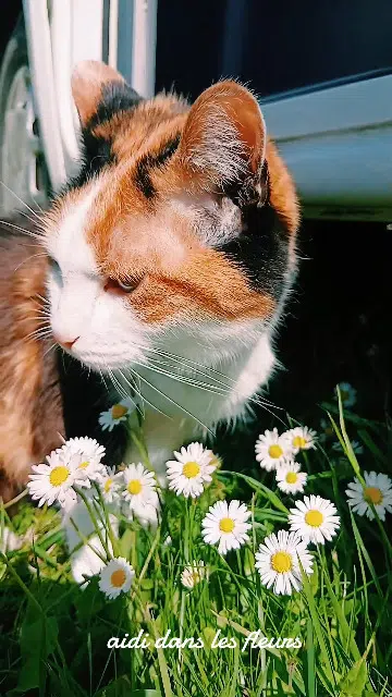 chatte lost   22240 Fréhel Aidi