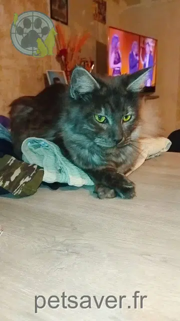 chatte lost   22250 Sévignac Anbre