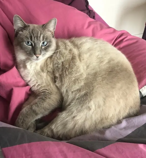 chatte lost   22190 Plérin Arya