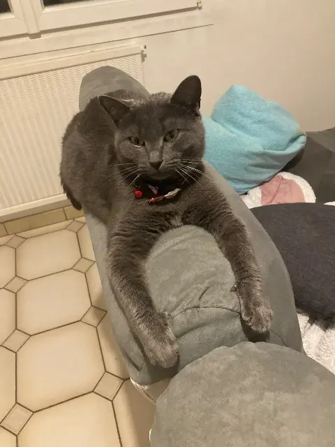 chatte lost   22340 Plévin Ash