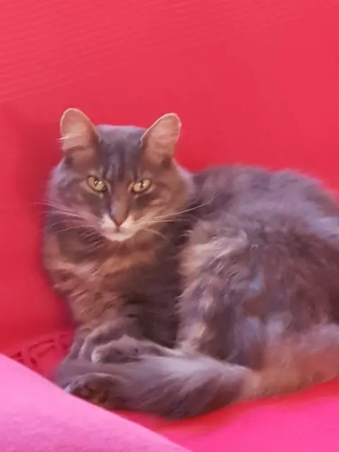 chatte lost   22610 Pleubian Augustine