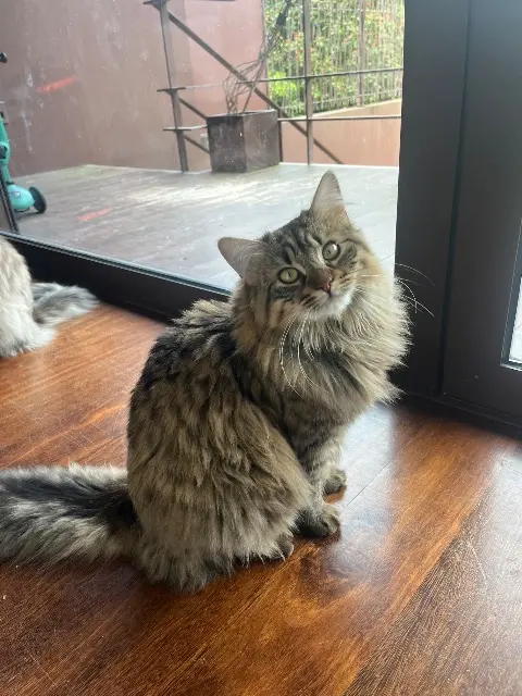 chatte lost    Binic-Étables-sur-Mer Lucky