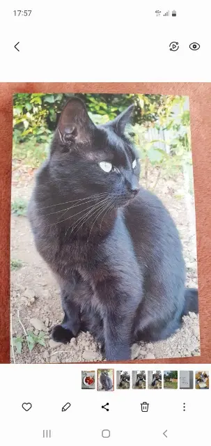 chatte lost    Binic-Étables-sur-Mer Polka