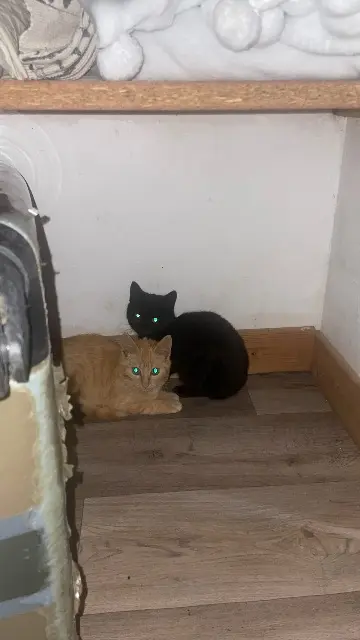 chatte lost   22270 Jugon-les-Lacs Blackie