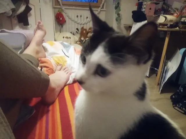 chatte lost   22960 Plédran Bolognaise