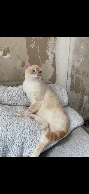 chatte lost   22000 Saint-Brieuc Bootsy