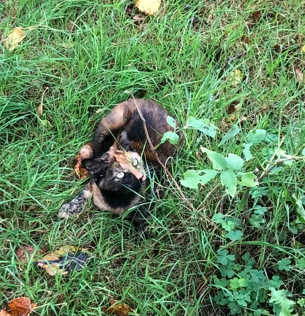 chatte lost   22100 Saint-Samson-sur-Rance Cannelle