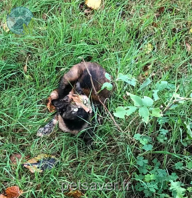 gata perdida 22100 Saint-Samson-sur-Rance Cannelle gata lost 22100 Saint-Samson-sur-Rance Cannelle