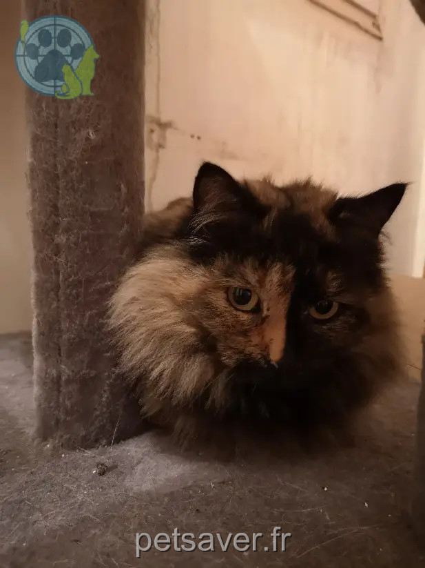 cat lost Rue de la Ville Guinvray 22960 Plédran Cerise cat lost Rue de la Ville Guinvray 22960 Plédran Cerise
