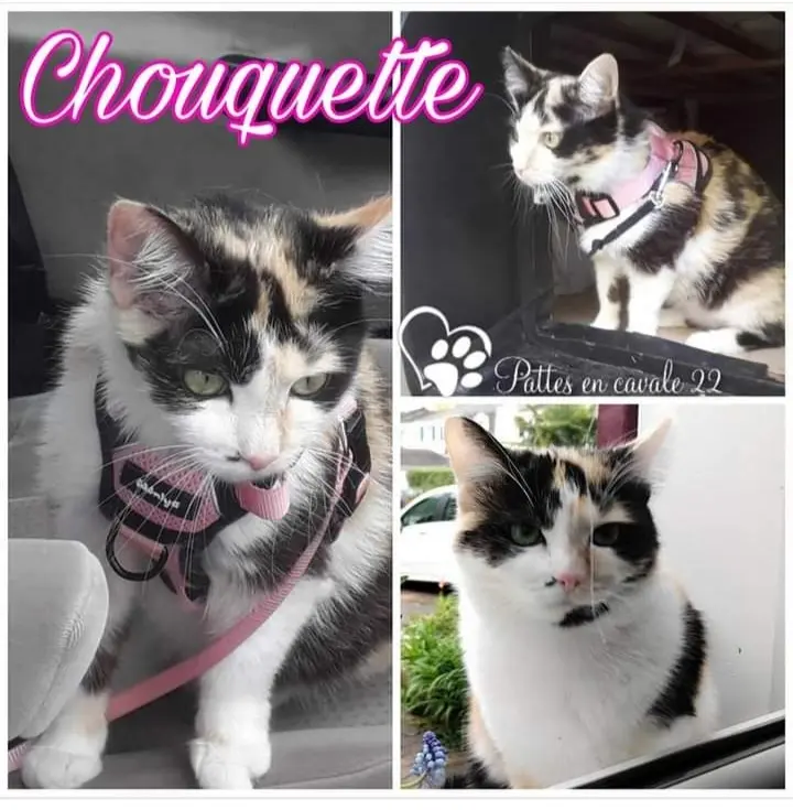 Chatte Perdue 22 Côtes-d'Armor - Chouquette Chatte Perdue 22 Côtes-d'Armor - Chouquette