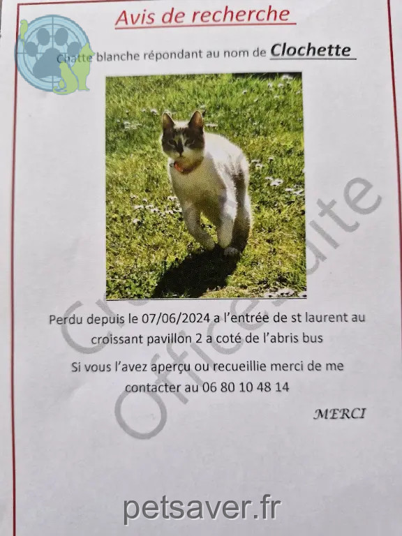 Chatte Perdue 22 Côtes-d'Armor - Clochette Chatte Perdue 22 Côtes-d'Armor - Clochette