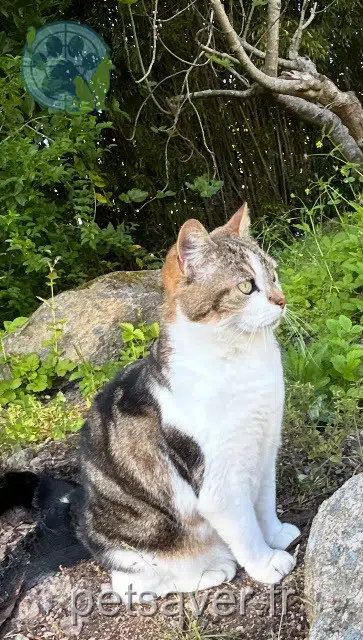 gata perdida 22200 Pabu Clochette gata lost 22200 Pabu Clochette