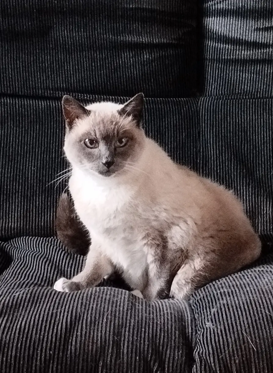 chatte lost   22970 Ploumagoar Comme ça