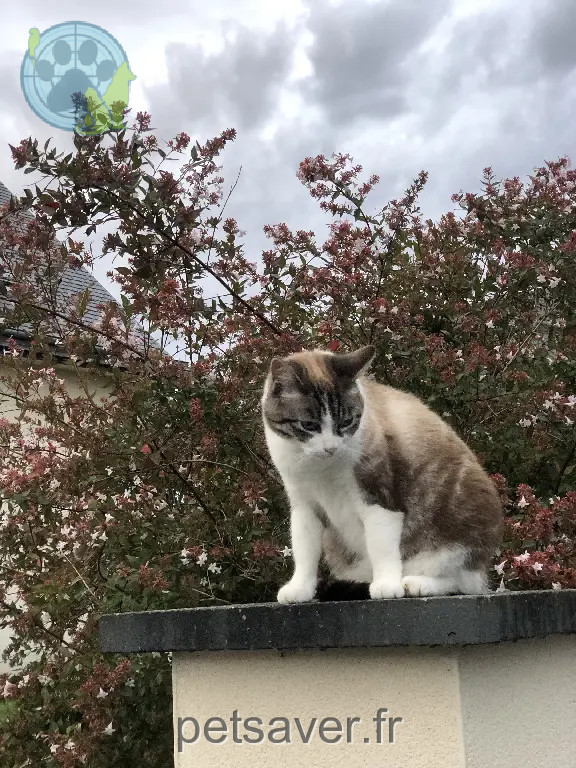 Chatte Perdue 22 Côtes-d'Armor - Cookie Chatte Perdue 22 Côtes-d'Armor - Cookie