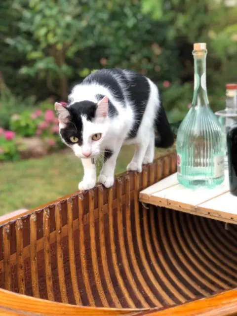 chatte lost   22750 Saint-Jacut-de-la-Mer Daisy