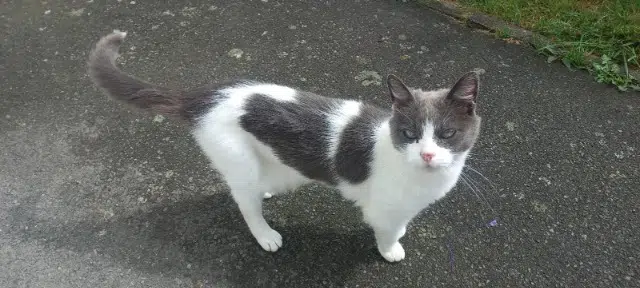 chatte lost   22230 Merdrignac Eika