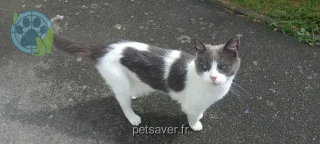 chatte perdue 22230 Merdrignac Eika chatte lost 22230 Merdrignac Eika