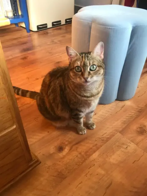 chatte lost   22300 Trédrez-Locquémeau Fantômette
