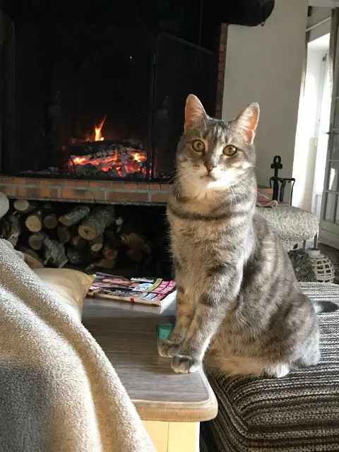 chatte lost   22170 Plélo Ficelle