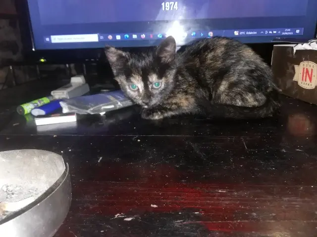 chatte lost   22210 La Chèze Fifille