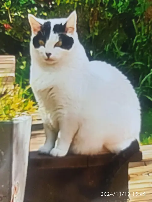 Chatte Perdue 22 Côtes-d'Armor - Foufie Chatte Perdue 22 Côtes-d'Armor - Foufie