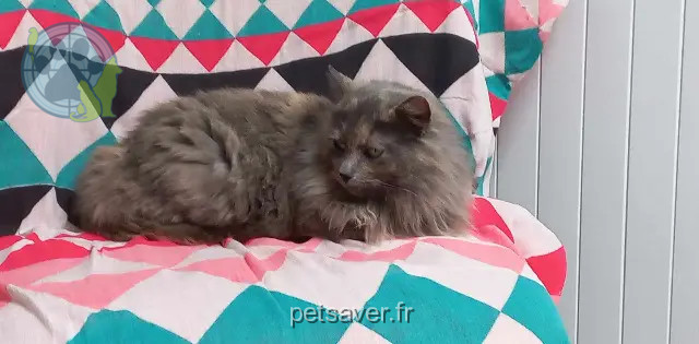 kat vermist 22690 La Vicomté-sur-Rance Gribouille kat lost 22690 La Vicomté-sur-Rance Gribouille