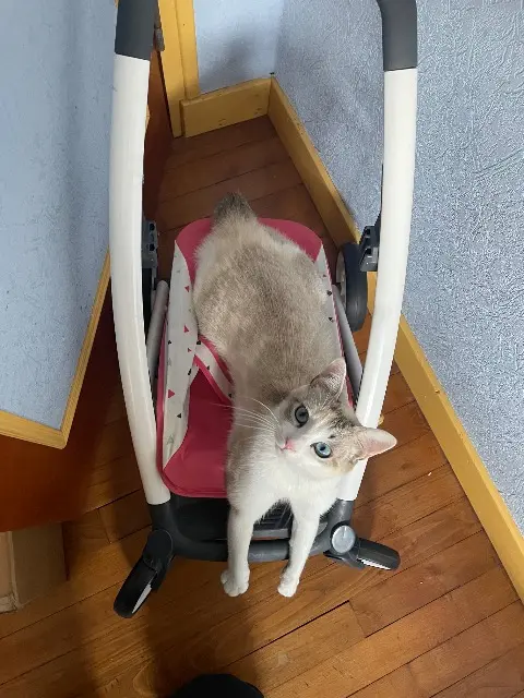 chatte lost   22800 Quintin Hana