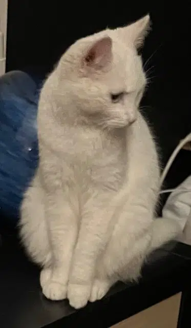 chatte lost   22630 Tréfumel Héra